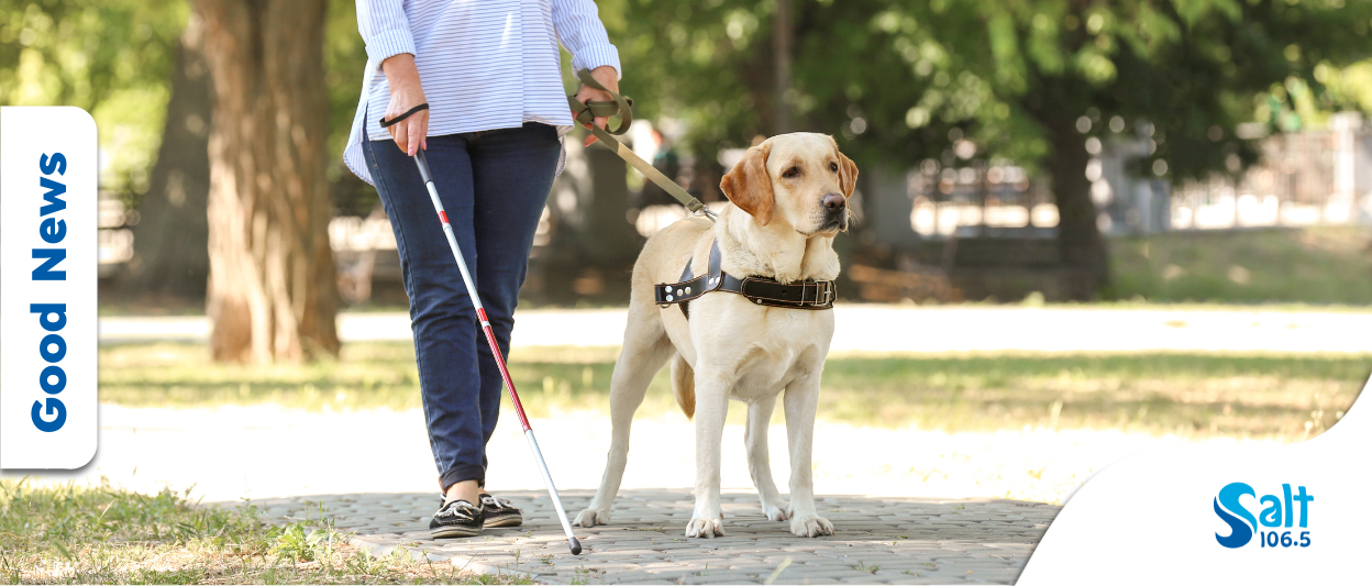 Unleashing Freedom: How Seeing Eye Dogs Transform Lives