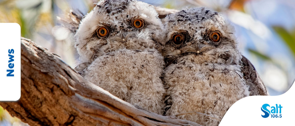 Tawny Frogmouth: 2025 Bird of the Year