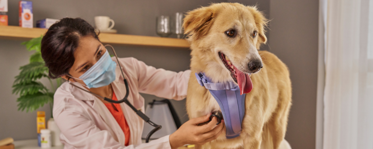 Preventable Pet Health Problems